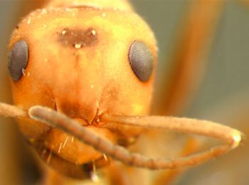 Media type: image;   Entomology 22721 Aspect: head frontal view